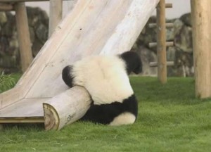 Panda Somersault
