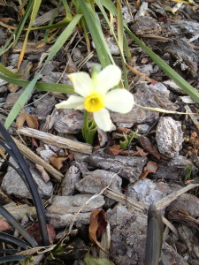daffodil in our yard