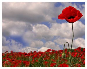 The Tall Poppy Syndrome