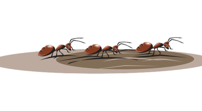 I live atop an Ant Farm