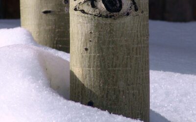 Aspen, the Community of One